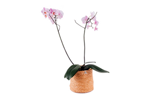Small Henequen flower Pot